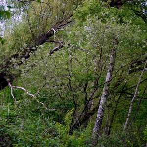 Morceau de forêt très touffue - Belgique  - collection de photos clin d'oeil, catégorie paysages